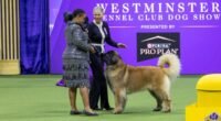 2025 Westminster Dog Show
