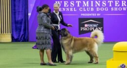 2025 Westminster Dog Show
