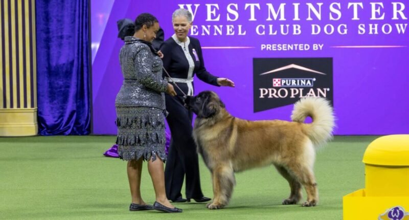 2025 Westminster Dog Show
